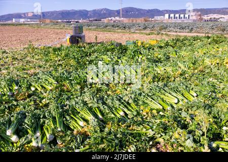 Tagliare il sedano maturo adagiato sul campo in file uniformi Foto Stock