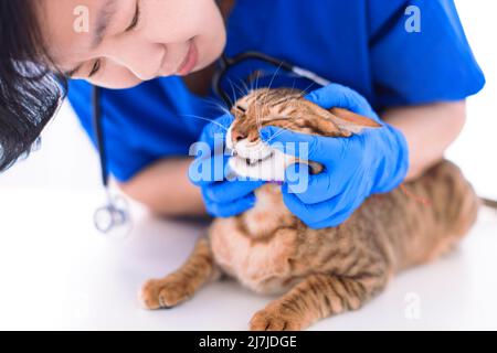 Veterinario che esamina cute denti di gatto in clinica Foto Stock