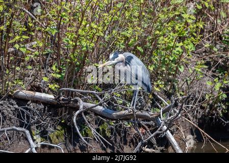 Great Blue Heron nel fiume Mystic Foto Stock