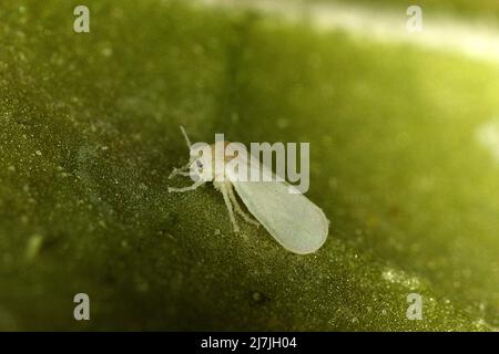 Serra bianca peste (Trialeurodes vaporariorum) Foto Stock