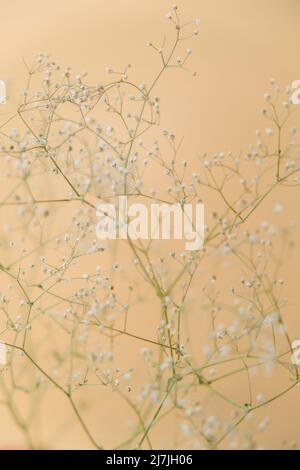 Fiori bianchi di gypsofila. Sfondo di pianta sfocata e sfocata primo piano di delicato respiro del bambino Fiori. Fuoco selettivo Terra naturale sfondo Foto Stock