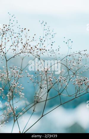 Fiori bianchi di gypsofila. Sfondo di pianta sfocata e sfocata primo piano di delicato respiro del bambino Fiori. Fuoco selettivo Terra naturale sfondo Foto Stock