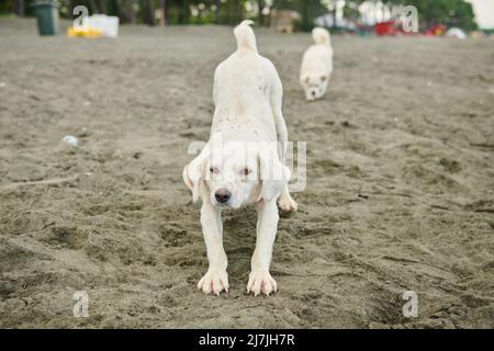 cane bianco che si estende su sabbia nera Foto Stock