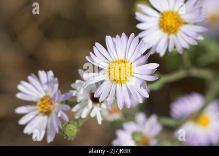 Il racemosio in fiore viola irradia l'infiorescenza della testa di Symphyotrichum Spathulatum, Asteraceae, erba nativa nelle montagne della Sierra Nevada, estate. Foto Stock