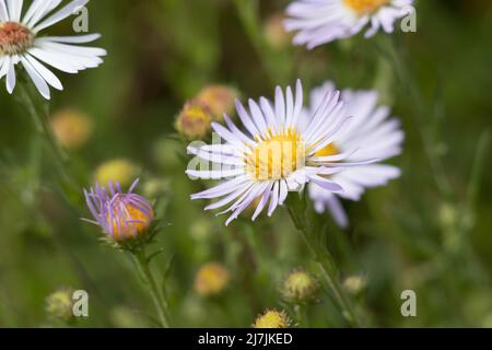 Il racemosio in fiore viola irradia l'infiorescenza della testa di Symphyotrichum Spathulatum, Asteraceae, erba nativa nelle montagne della Sierra Nevada, estate. Foto Stock