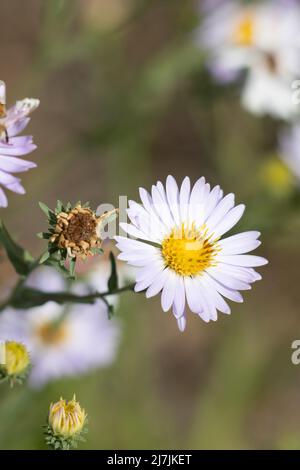 Il racemosio in fiore viola irradia l'infiorescenza della testa di Symphyotrichum Spathulatum, Asteraceae, erba nativa nelle montagne della Sierra Nevada, estate. Foto Stock