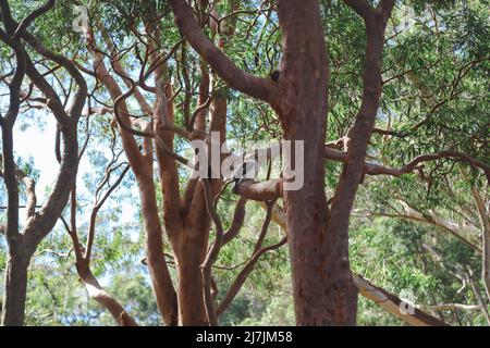 Kookaburra seduto sul ramo in albero gengivale australiano Foto Stock