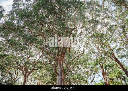 Distesa di alberi di gomma nella macchia australiana in una giornata di sole Foto Stock