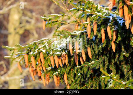 Abete rosso norvegese, Picea abies, che cresce nella foresta in Finlandia, rami che trasportano molti coni. Gennaio 2022. Foto Stock