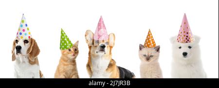 Simpatici gatti e cani divertenti in cappelli da festa isolati su bianco Foto Stock