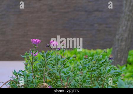 pietra piante fiori in stagione giardinaggio su sfondo sfocato con spazio copia. carta da parati botanica Foto Stock