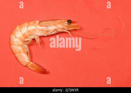 Gamberi perfettamente ritoccati isolati su bianco. Foto ad alta risoluzione. Profondità di campo completa. Foto Stock