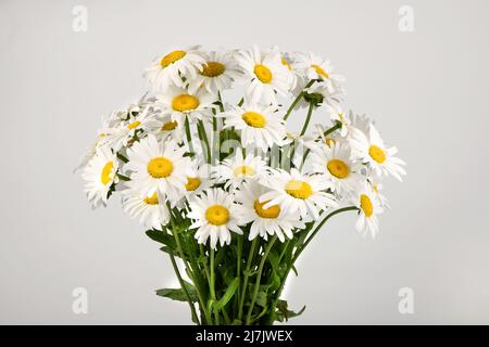 Bouquet di fiori bianchi margheriti camomilla isolati su sfondo bianco.  Foto ad alta risoluzione. Profondità di campo completa Foto stock - Alamy