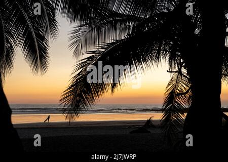 Bellissima spiaggia al tramonto con palme, oceano, onde e surfista. Spiaggia tropicale esotica Foto Stock