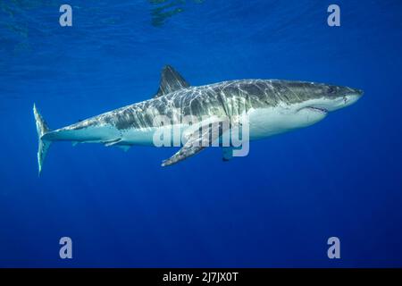 Questo grande squalo bianco maschio, Carcharodon carcharias, è stato fotografato fuori Guadalupe Island, Messico. Foto Stock