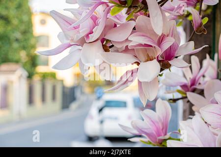 Fiori di piattino magnolia (aka soulangeana) in piena fioritura Foto Stock