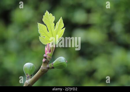 ramoscelli con fichi e foglie di fichi in erba Foto Stock