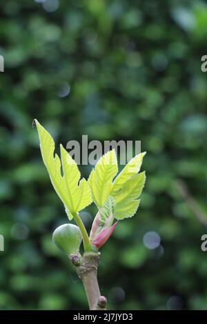 ramoscelli con fichi e foglie di fichi in erba Foto Stock