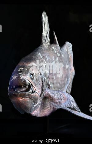 LifeSize ricostruzione realistica del coelacanth di pesce, Latimeria chalumnae, fossile vivente nell'Oceano Indiano Occidentale. Foto Stock