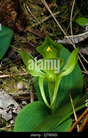 Le orchidee di uccello verdi (Chiloglottis Cornuta) sono abbastanza rare, in modo da sono stato felice di trovare questo che cresce tra alcune Orchidee di uccello comuni (c.. Convalida). Foto Stock