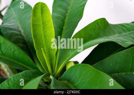 A Euphorbia milii la corona delle spine pianta di Cristo o spina di Cristo, è una specie di pianta fiorente nella famiglia delle spurge Euphorbiaceae nativo di Madaga Foto Stock