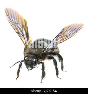 Insetti d'europa - api: Macro di maschio viola carpentiere ape (Xylocopa violacea tedesco Blauschwarze Holzbiene) isolato su sfondo bianco Foto Stock