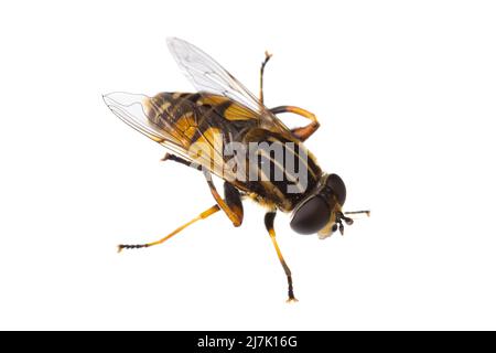 Insetti d'europa - mosche: Macro di hoverfly pendolo di Helope ( pfschwebfliege dangling amante della palude hoverfly tedesco Gemeine Sumpfschwebfliege ) isolato su bianco Foto Stock