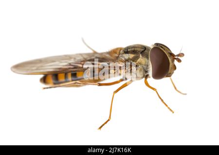 Insetti d'europa - mosche: Vista laterale macro di hoverfly Episyrphus balteatus ( marmalade hoverfly german Hainschwebfliege ) isolato sul backgroun bianco Foto Stock