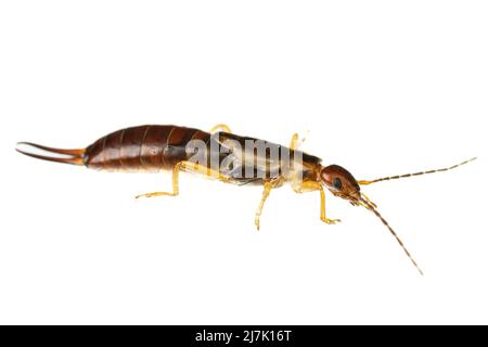 Insetti d'europa: Macro di comuni orecchini ( Forficula auricularia tedesca Gemeiner Ohrwurm ) isolato su sfondo bianco - vista laterale Foto Stock