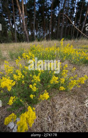 Echtes Labkraut, Gelbes Labkraut, Gelbes Waldstroh, Liebfrauenbettstroh, Liebkraut, Gliedkraut, Gelb-Labkraut, verum di Galium, Bedpaglia di Signora, giallo B. Foto Stock