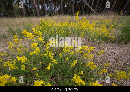 Echtes Labkraut, Gelbes Labkraut, Gelbes Waldstroh, Liebfrauenbettstroh, Liebkraut, Gliedkraut, Gelb-Labkraut, verum di Galium, Bedpaglia di Signora, giallo B. Foto Stock