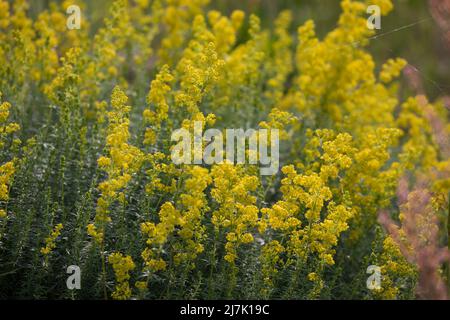 Echtes Labkraut, Gelbes Labkraut, Gelbes Waldstroh, Liebfrauenbettstroh, Liebkraut, Gliedkraut, Gelb-Labkraut, verum di Galium, Bedpaglia di Signora, giallo B. Foto Stock