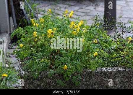 Gelber Lerchensporn, Gelber Scheinerdrauch, Scheinlerchensporn, Pseudofumaria lutea, syn. Corydalis lutea, corydalis giallo, fumewort rock, Fum giallo Foto Stock