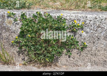 Hopfenklee, un einer Bordsteinkante in Einer Stadt, Hopfen-Luzerne, Zetterklee, Gelbklee, Schneckenklee, Medicago lupulina, medick nero, nonesuch, ho Foto Stock