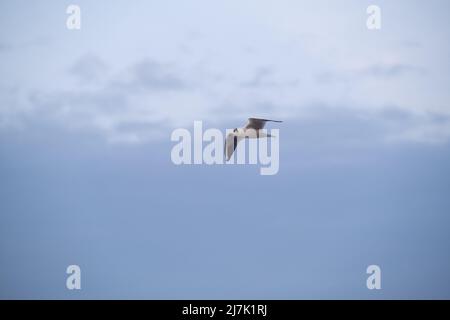 Seagull volare in cielo nuvoloso Foto Stock