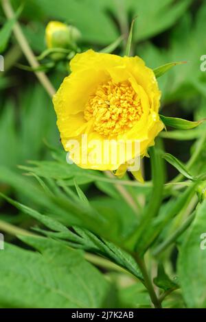 Paeonia ludlowii, la peonia degli alberi di Ludlow, la peonia tibetana, la varietà Paeonia lutea ludlowii, la varietà Paeonia delavayi ludlowii, la peonia degli alberi gialli Foto Stock