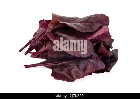 Foglie di barbabietola rossa appena raccolte su un fondo bianco isolato Foto Stock