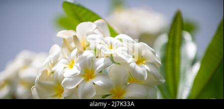 Fiori bianchi di rubra di Plumeria. Fiore Frangipani. La Plumeria di Semboja è un gruppo di piante del genere Plumeria. Fiore tropicale. Foto Stock