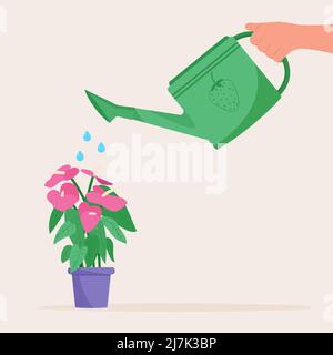 Latta di irrigazione tenuta a mano. Annaffiatura pianta di casa in pentola. Illustrazione Vettoriale