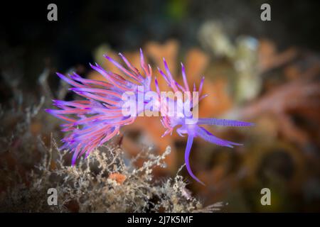 Flabellina rosa, Flabellina affinis, Isola di Vis, Mar Mediterraneo, Croazia Foto Stock