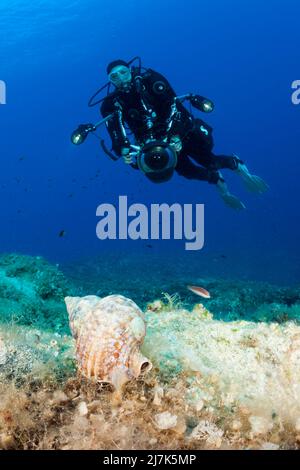 Tuffatori e Tritoni Corno, lampade Charonia, Isola di Vis, Mar Mediterraneo, Croazia Foto Stock