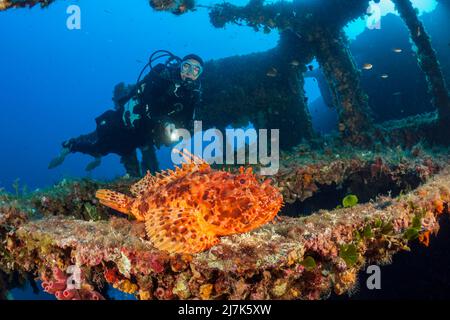 Scuba Diver trova scorpioni rossi a Vassilios Wreck, Scorpaena scrofa, Isola di Vis, Mar Mediterraneo, Croazia Foto Stock