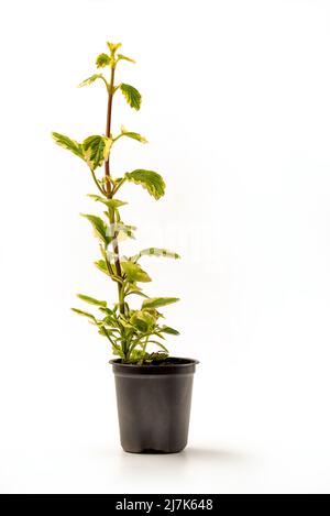 Plectranthus amboinicus o menta messicana variegata in una pentola isolata su sfondo bianco. Conosciuto anche come Tamjanika, Hilandarski bosiljak, Grcki bosilj Foto Stock