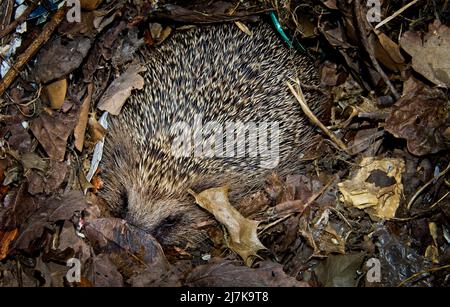 Hedgehog hibernating in lettiera di foglia e biancheria da letto di plastica Foto Stock