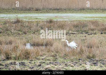 airone bianco dal torrente in un prato sul darss. L'uccello sta cacciando. Foto animali dalla natura. Fauna selvatica Foto Stock