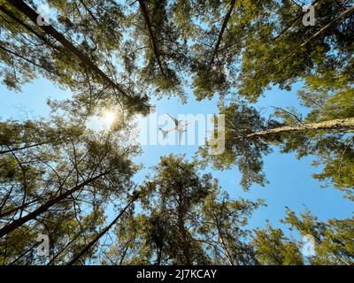 Aeroplano che vola al di sopra della foresta, vista dal basso Foto Stock