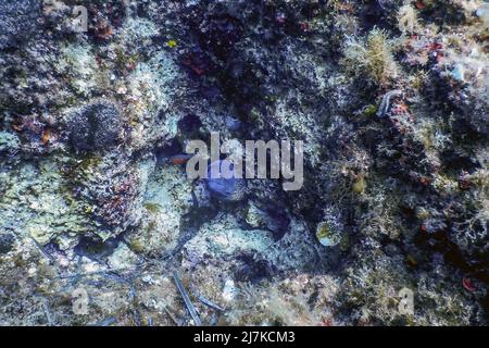 Moray Mediterraneo (Muraena helena) Sant'Elena Moray, fauna selvatica Foto Stock