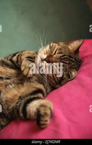 Il gatto britannico si trova in una bella posa Foto Stock