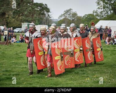 I legionari romani della Legione VIII dimostrano le esercitazioni di marching nell'arena al No Man's Land Event a Bodrhyddddan Hall, Galles Foto Stock