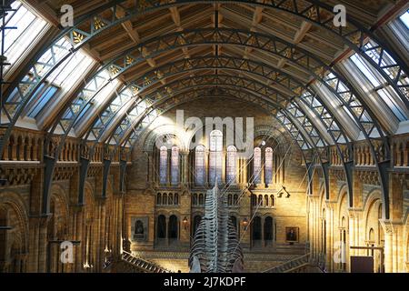 Sala principale del Museo di Storia Naturale di Londra, con una luce solare affascinante proveniente dalle grandi finestre Foto Stock